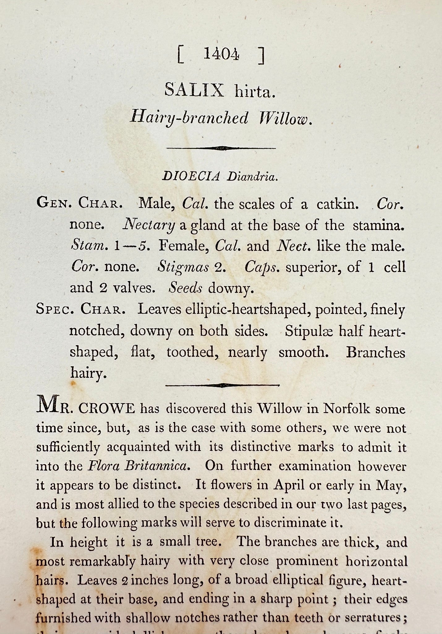 Antique Print - James Sowerby - Salix Hirta - Hairy-branched Willow - F1