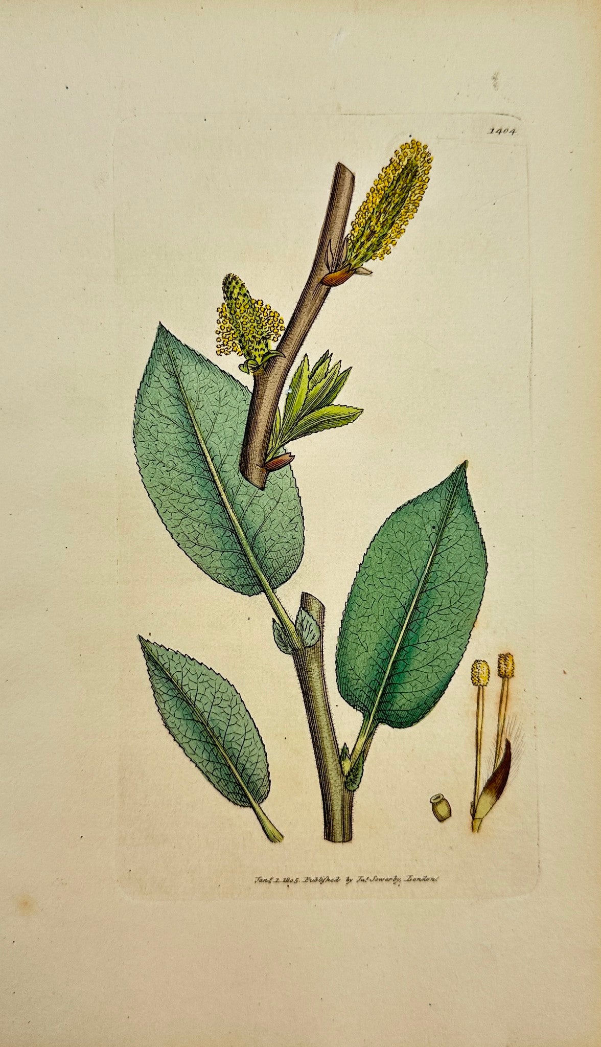 Antique Print - James Sowerby - Salix Hirta - Hairy-branched Willow - F1