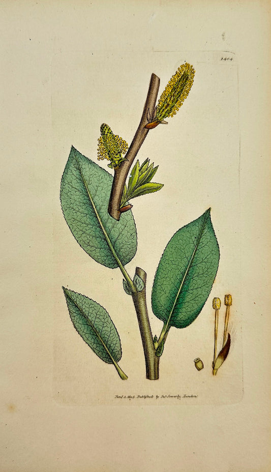 Antique Print - James Sowerby - Salix Hirta - Hairy-branched Willow - F1