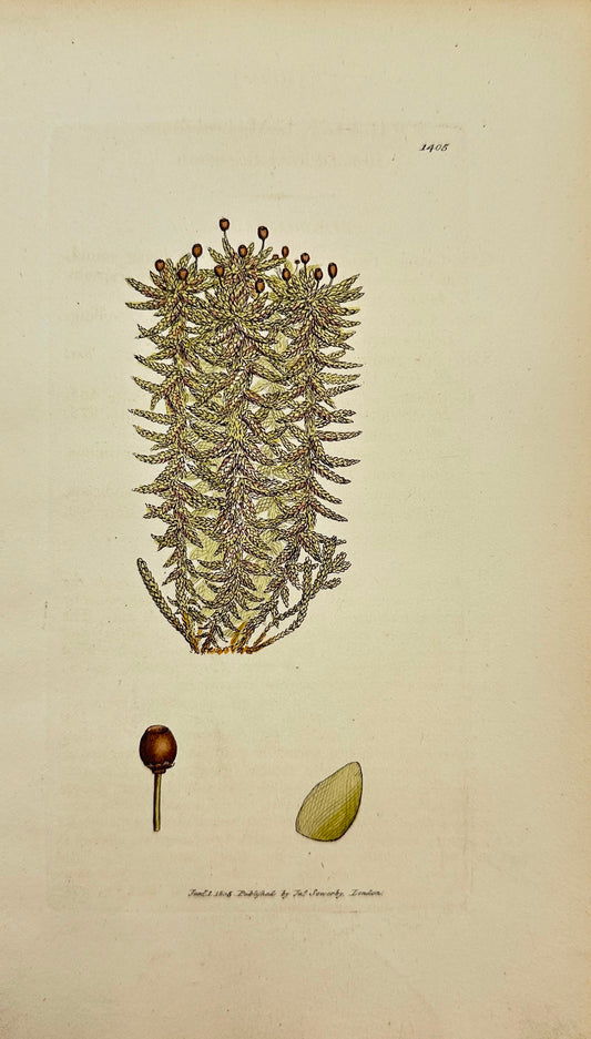 Antique Print - Sowerby - Sphagnum Latifolium - Broad-leaved Bog-moss - F1