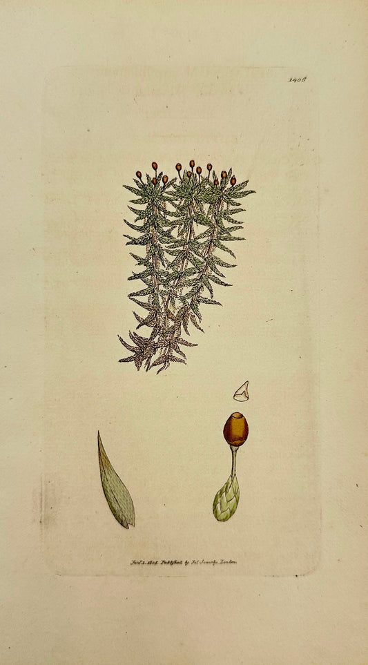 Antique Print - James Sowerby - Sphagnum Capillifolium - Slender Bog-moss - F1