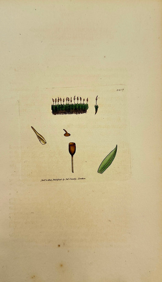 Antique Print - James Sowerby - Gymnostomum Obtusum - Dark Beardless-moss - F1
