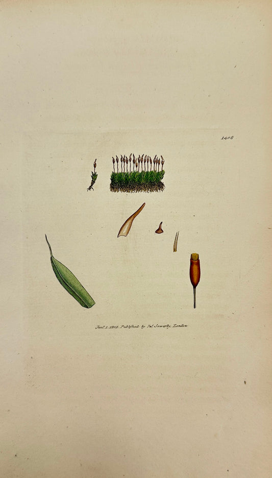 Antique Print - Sowerby - Grimmia Lanceolata - Lanceolate Bearded Grimmia - F1
