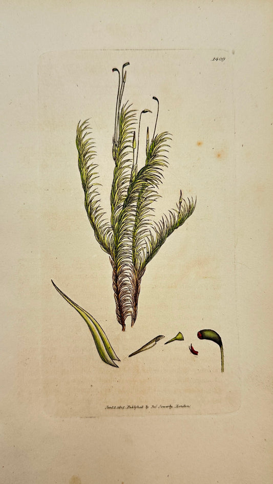Antique Print - James Sowerby - Dicranum Majus - Great Clustered Fork-moss - F1