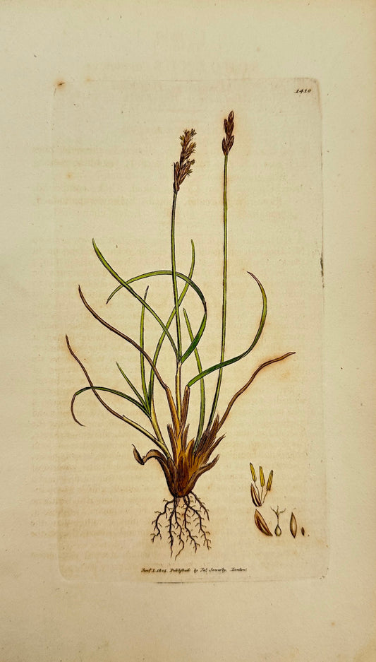 Antique Print - James Sowerby - Schoenus Monoicus - Monoecious Bog-rush - F1