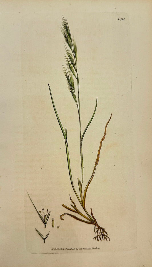 Antique Print - James Sowerby - Festuca Bromoides - Barren Fescue-grass - F1