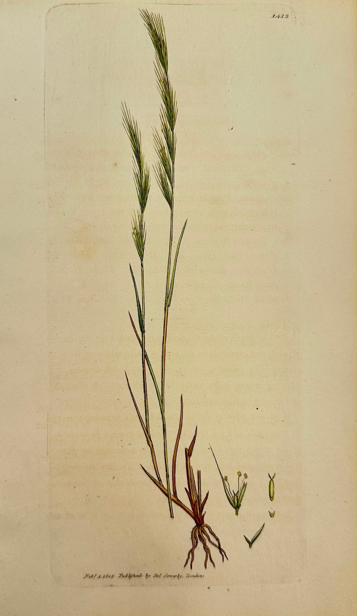 Antique Print - James Sowerby - Festuca Myurus - Wall Fescue-grass - F1