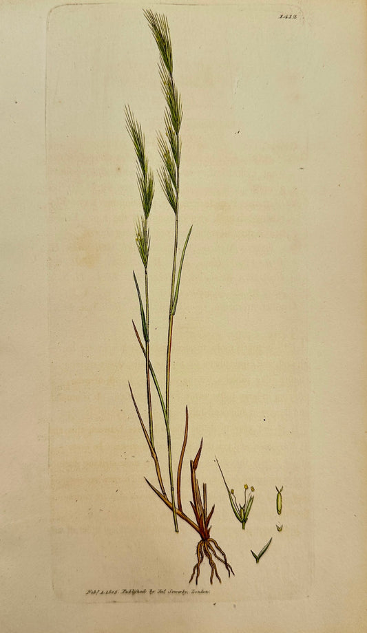 Antique Print - James Sowerby - Festuca Myurus - Wall Fescue-grass - F1