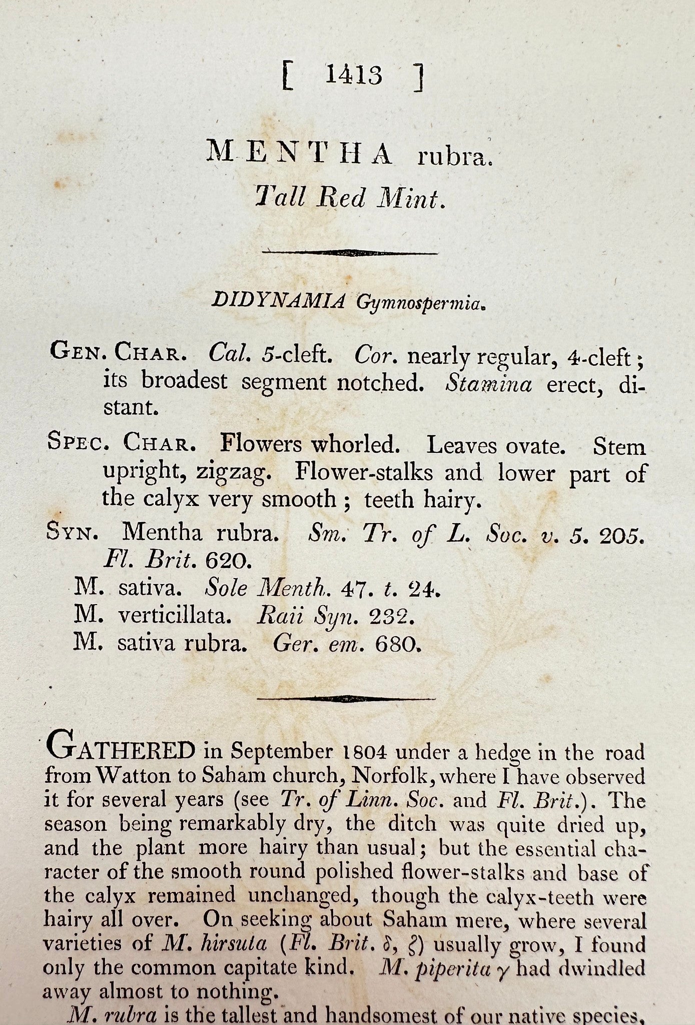 Antique Botanical Print - James Sowerby - Mentha Rubra - Tall Red Mint - F1