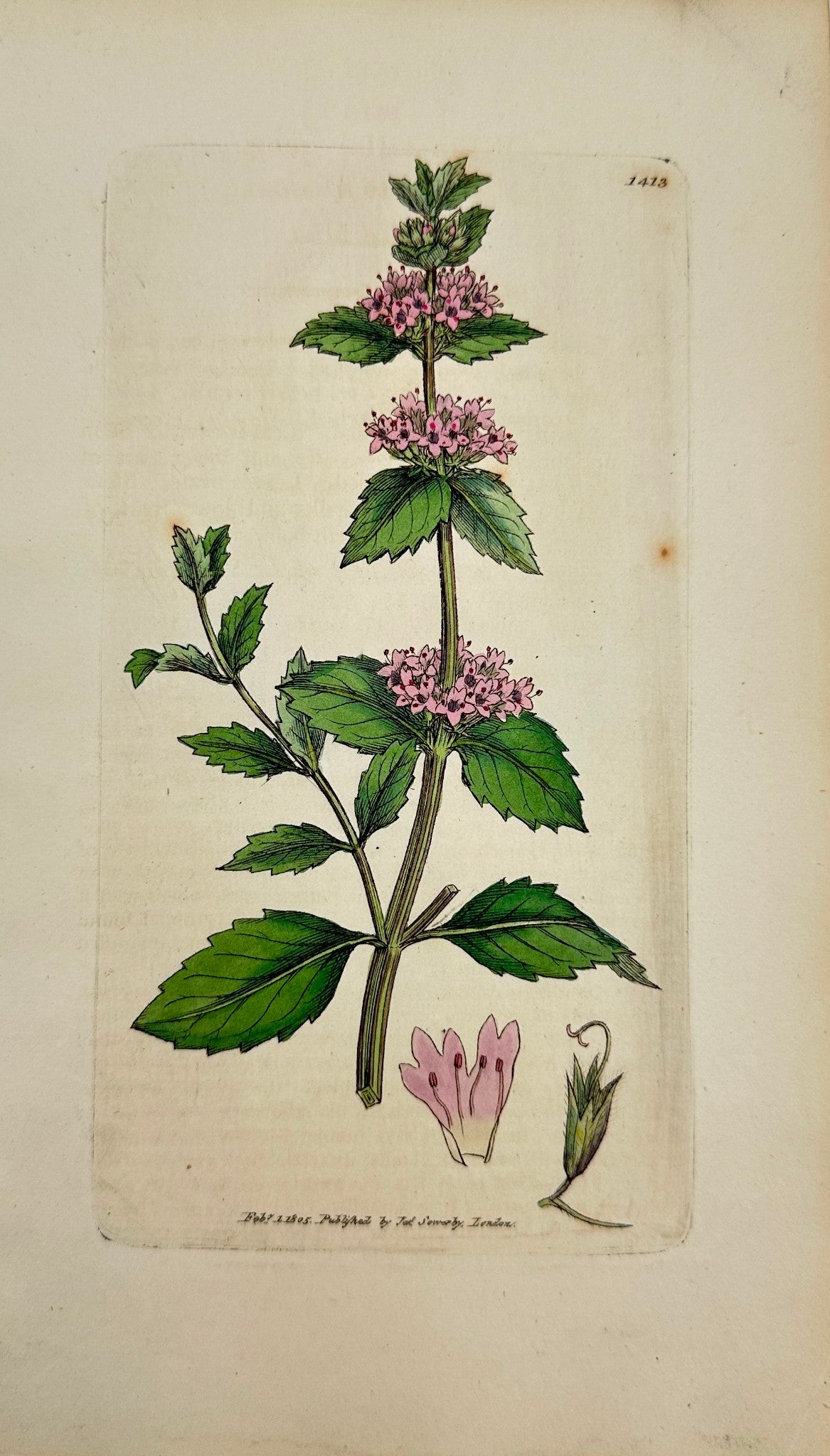 Antique Botanical Print - James Sowerby - Mentha Rubra - Tall Red Mint - F1