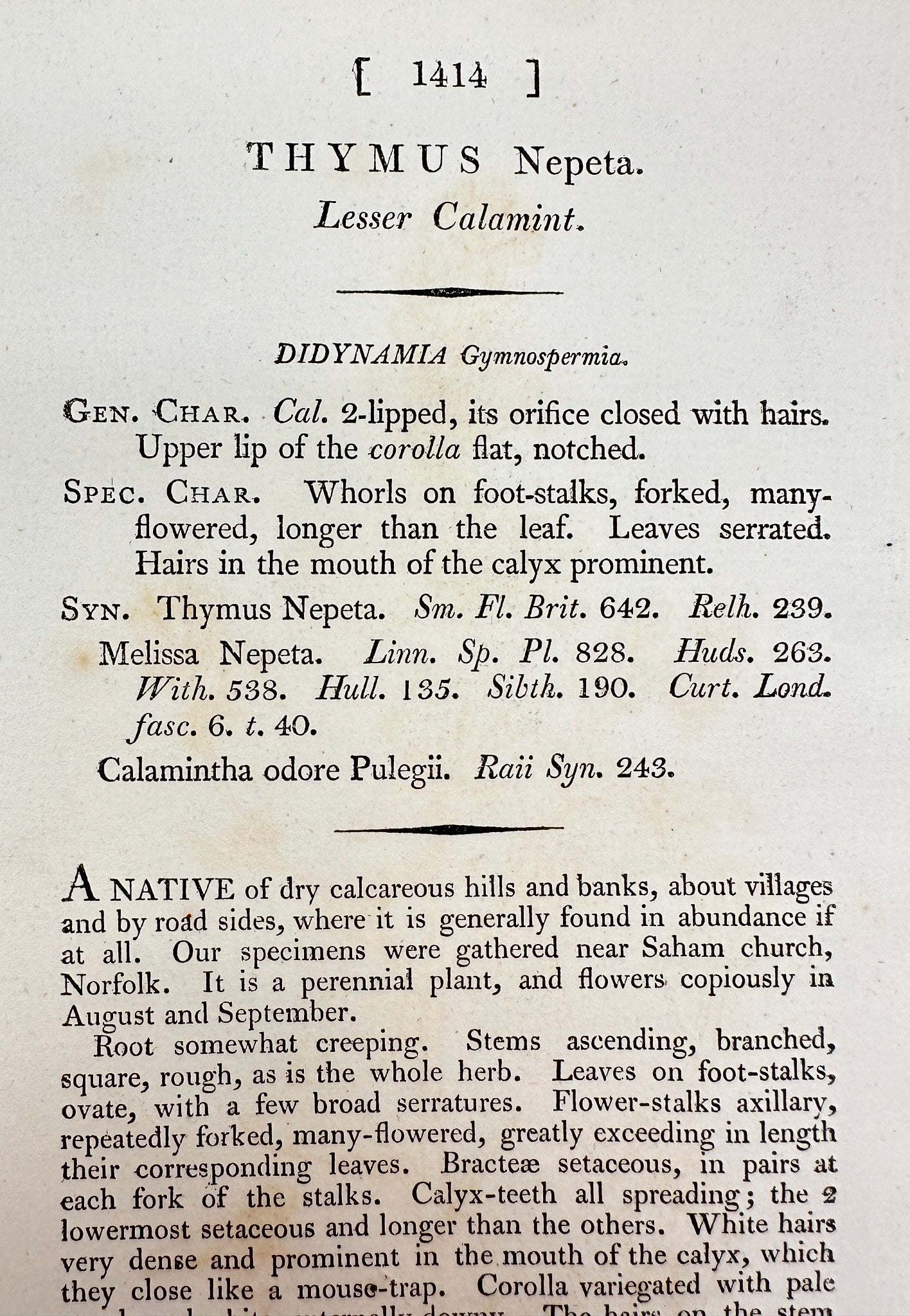Antique Botanical Print - James Sowerby - Thymus Nepeta - Lesser Calamint - F1