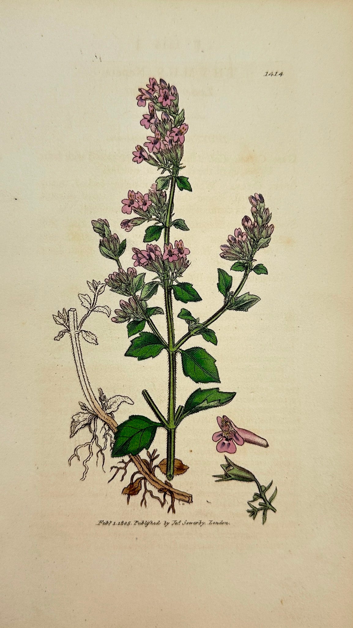 Antique Botanical Print - James Sowerby - Thymus Nepeta - Lesser Calamint - F1