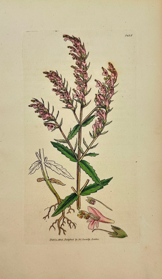 Antique Botanical Print - James Sowerby - Bartsia Odontites - Red Bartsia - F1