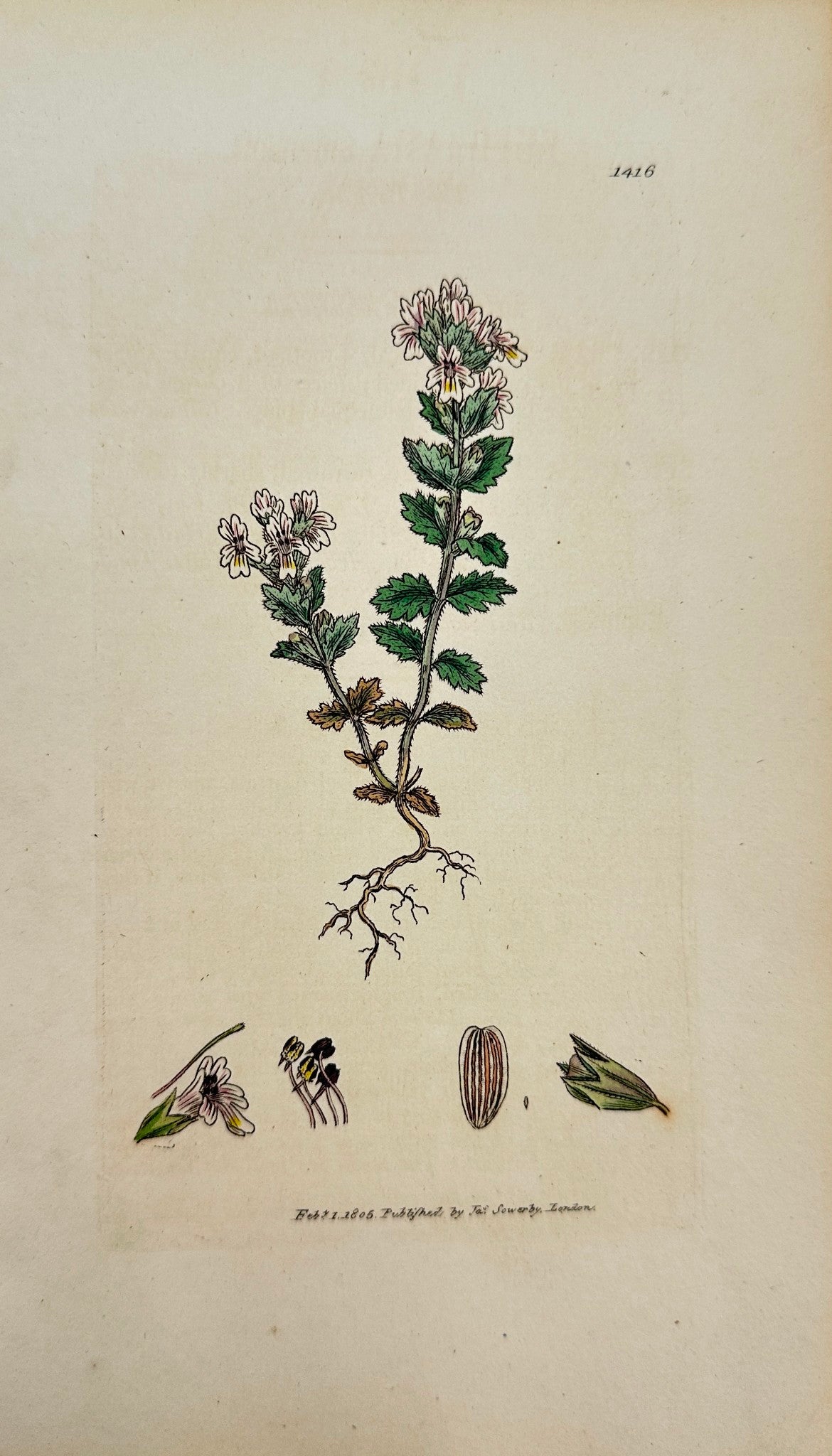Antique Print - James Sowerby - Euphrasia Officinalis - Eye-Bright - F1