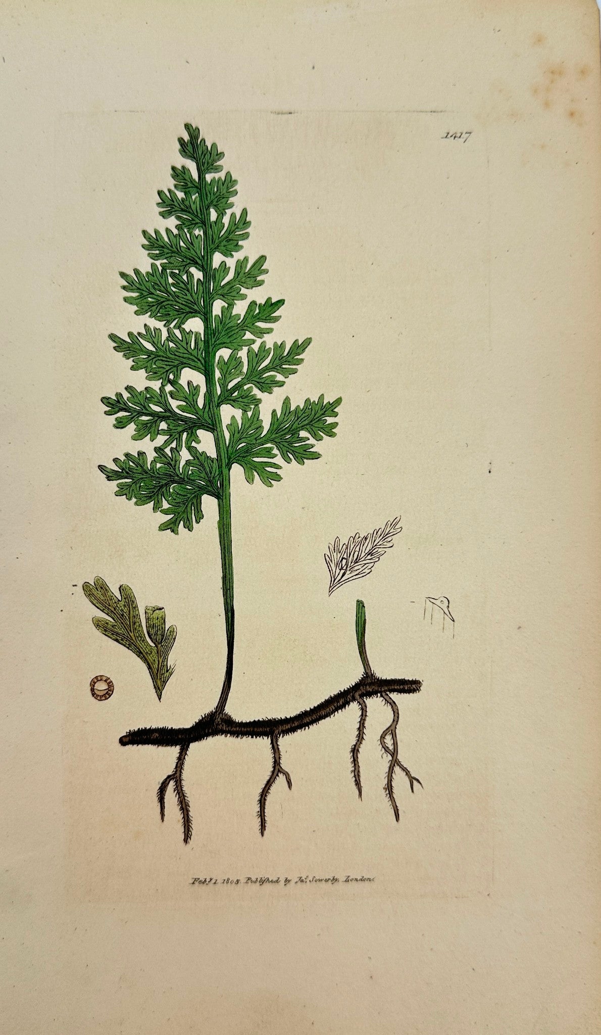 Antique Print - Sowerby - Hymenophyllum Alatum - Wing-stalked Filmy-leaf - F1