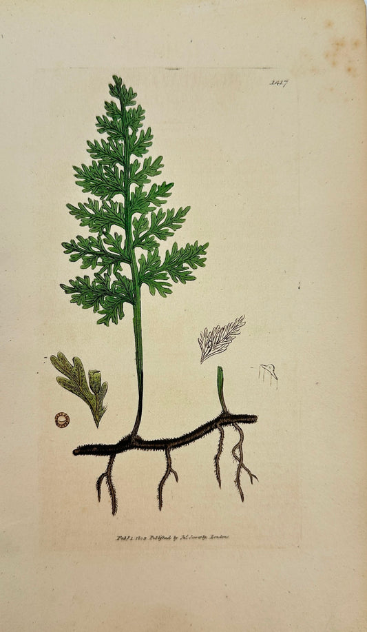 Antique Print - Sowerby - Hymenophyllum Alatum - Wing-stalked Filmy-leaf - F1