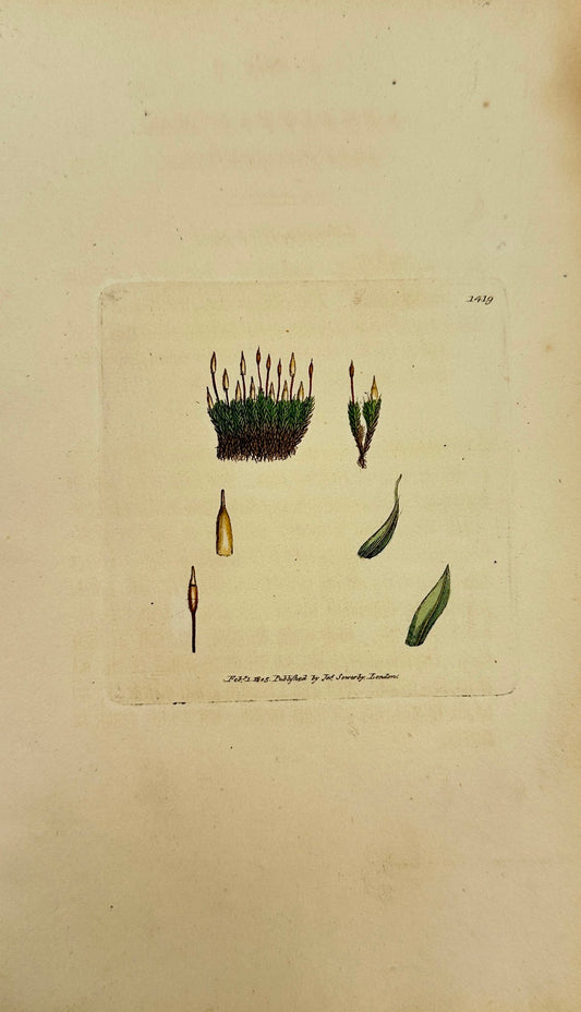 Antique Print - James Sowerby - Encalypta Alpina - Alpine Extinguisher-moss - F1