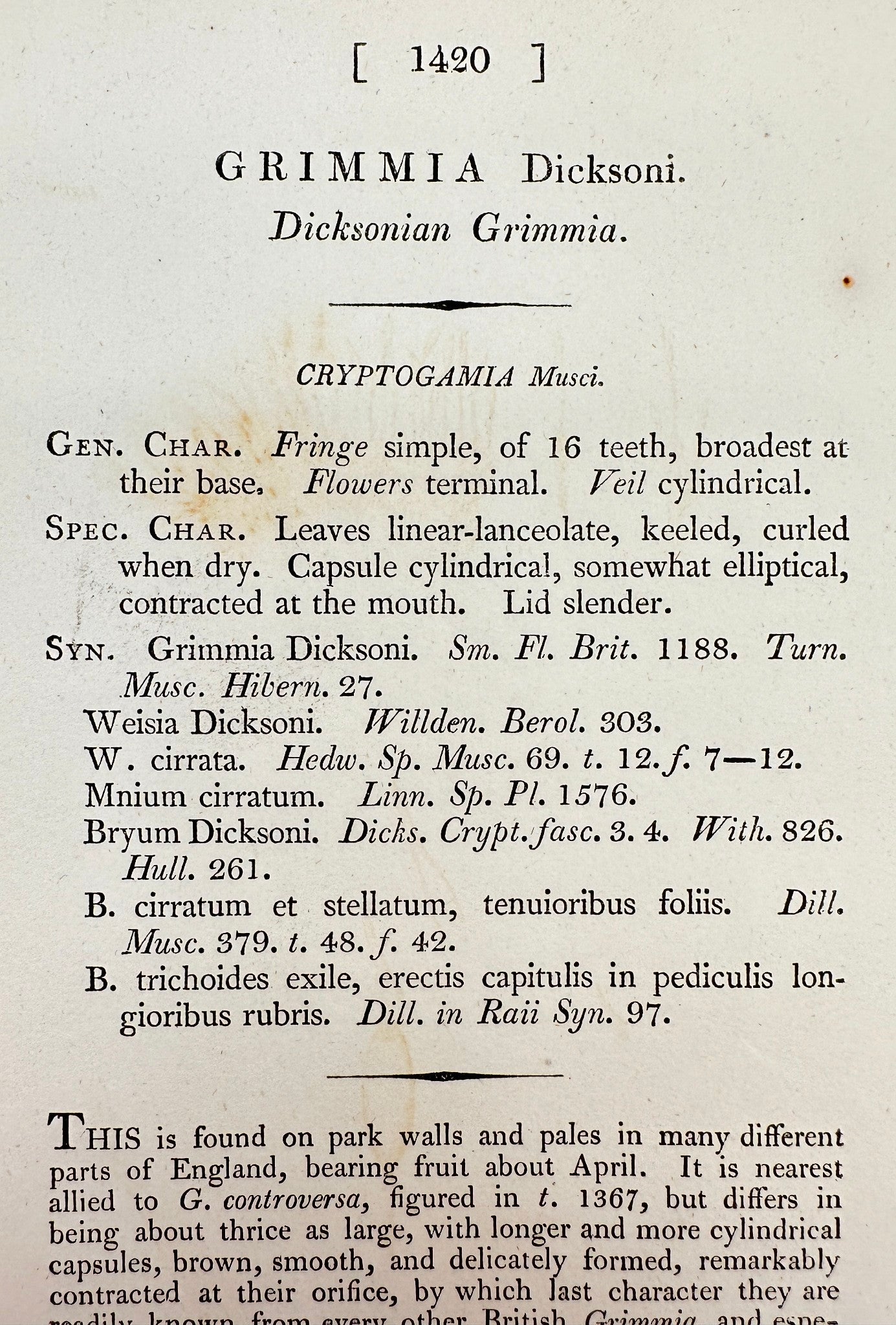 Antique Print - James Sowerby - Grimmia Dicksoni - Dicksonian Grimmia - F1