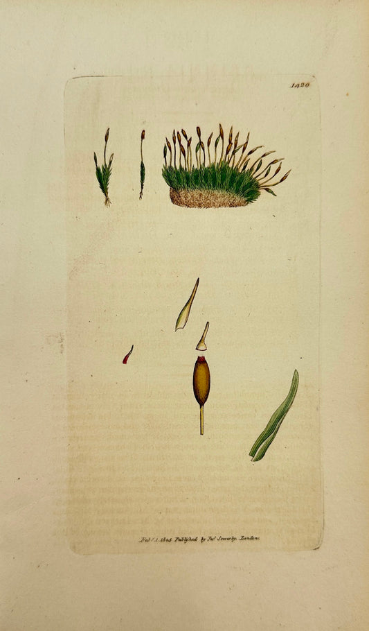 Antique Print - James Sowerby - Grimmia Dicksoni - Dicksonian Grimmia - F1