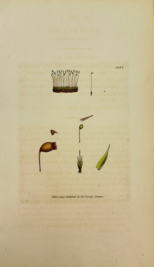 Antique Botanical Print - James Sowerby - Grimmia Nuda - Naked Grimmia - F1