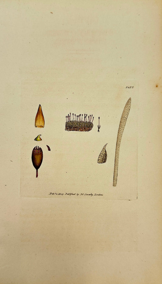 Antique Print - James Sowerby - Grimmia Browniana - Brownian Grimmia - F1