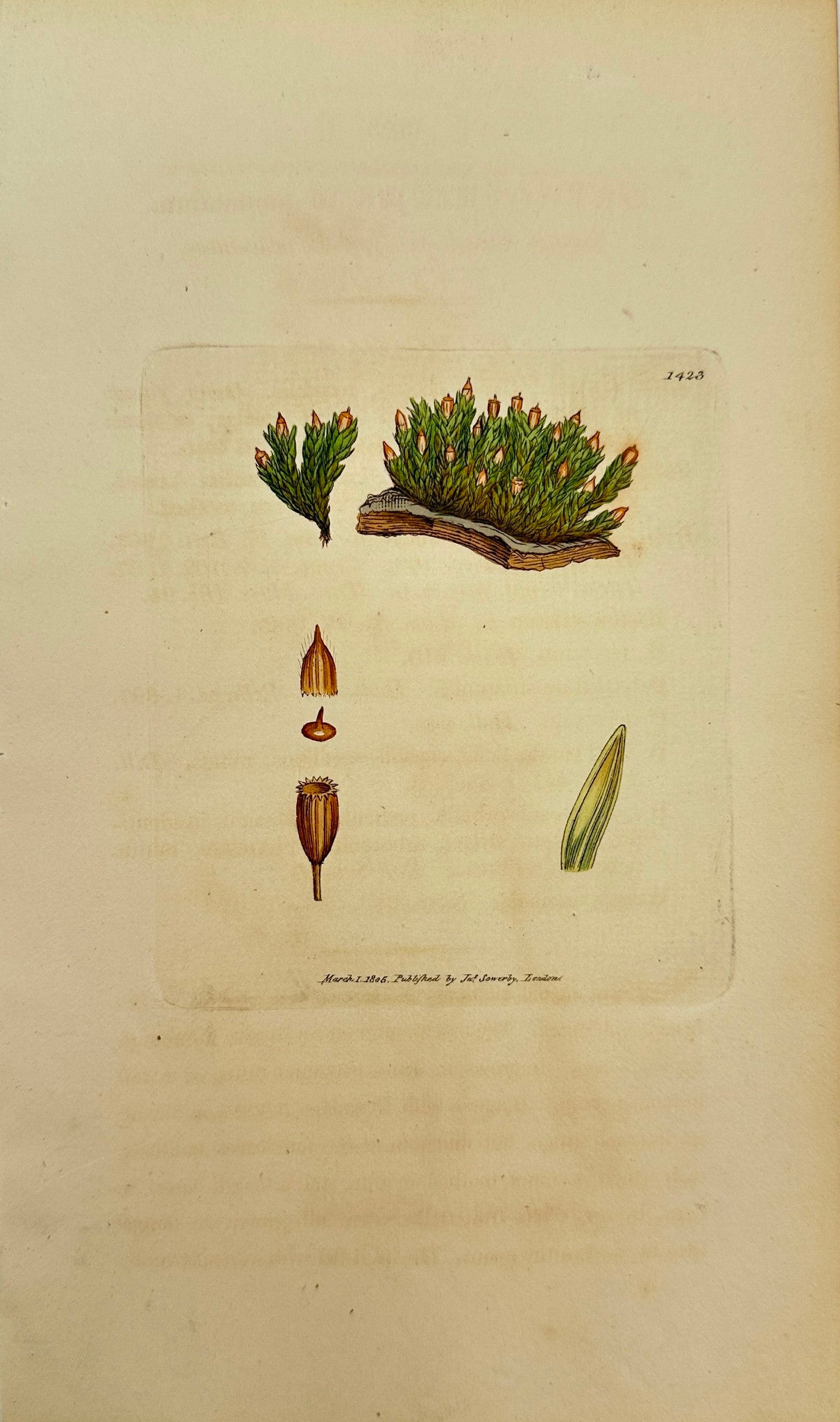 Antique Print - Orthotrichum Anomalum - Rough Single-fringed Bristle-moss - F1