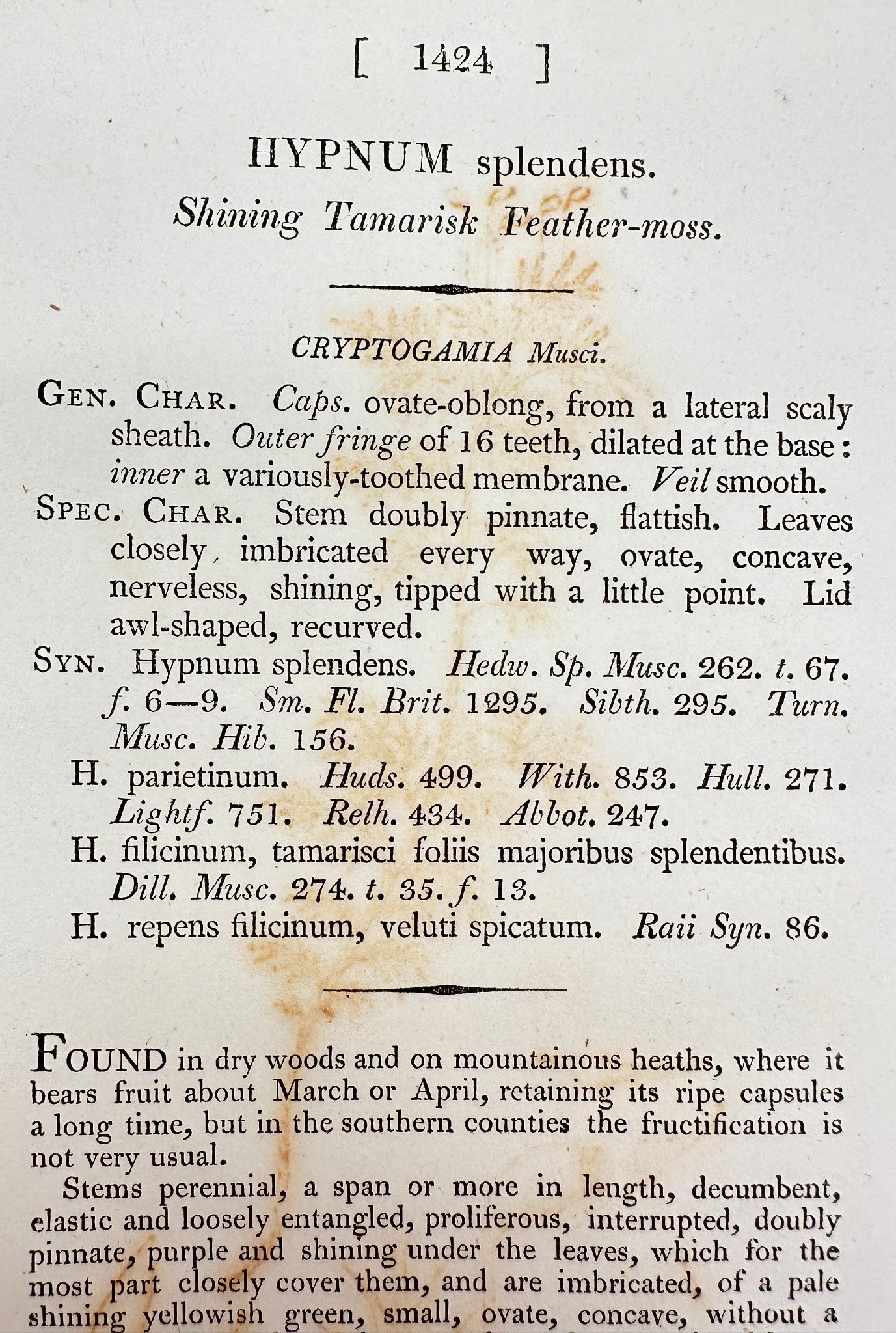 Antique Print - Sowerby - Hypnum Splendens - Shining Tamarisk Feather-moss - F1