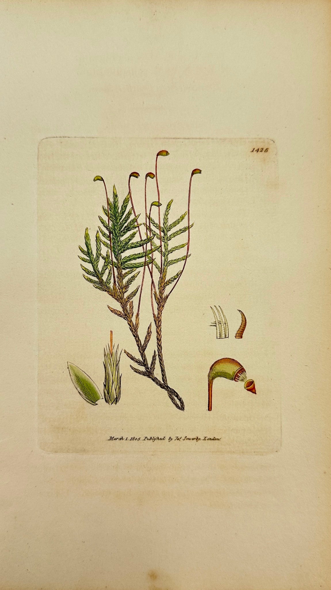 Antique Print - Sowerby - Hypnum Cuspidatum - Pointed Bog Feather-moss - F1