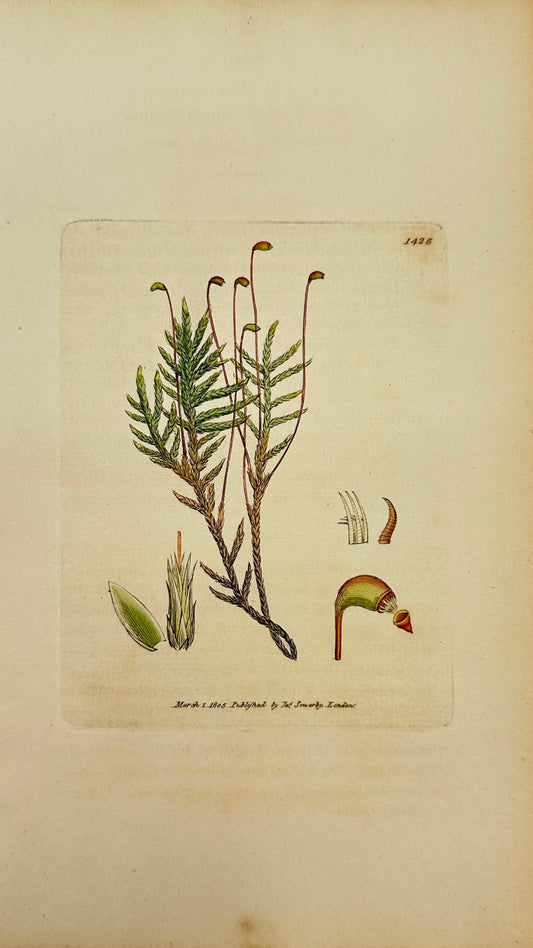 Antique Print - Sowerby - Hypnum Cuspidatum - Pointed Bog Feather-moss - F1
