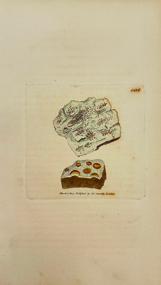 Antique Print - Lichen Luteo-albus - White and yellow Crustaceous Lichen - F1