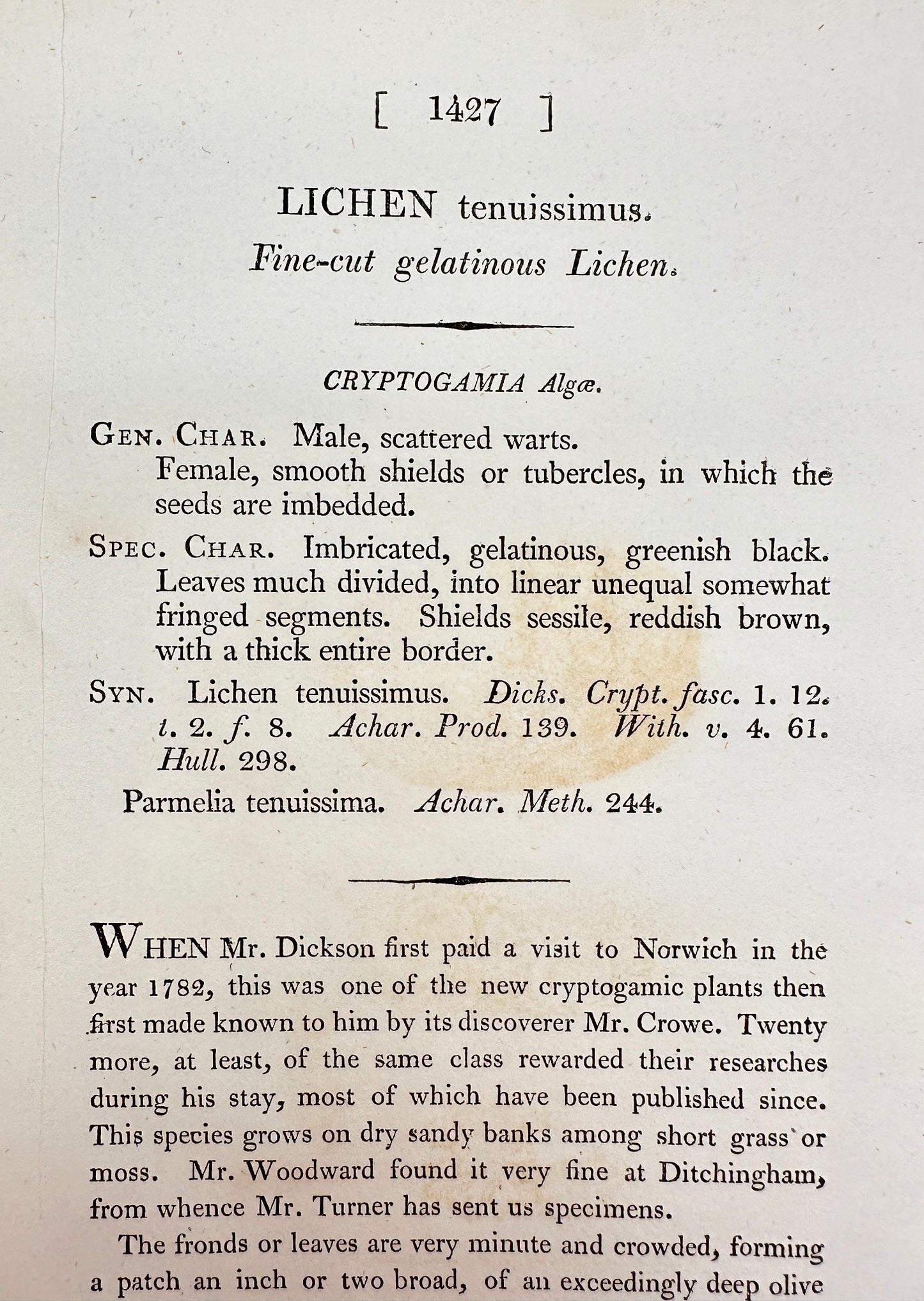 Antique Print - Sowerby - Lichen Tenuissimus - Fine-cut Gelatinous Lichen - F1