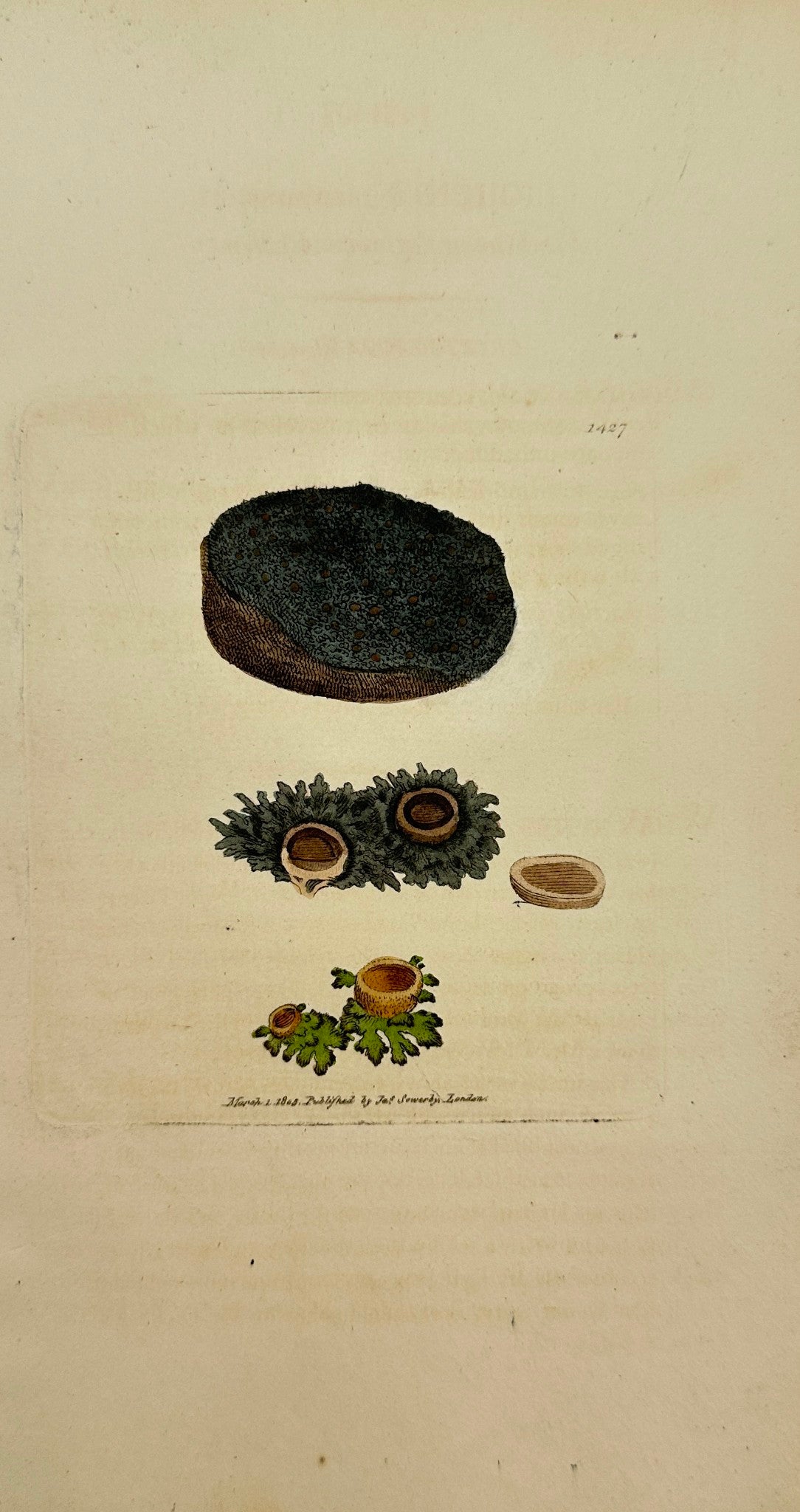 Antique Print - Sowerby - Lichen Tenuissimus - Fine-cut Gelatinous Lichen - F1