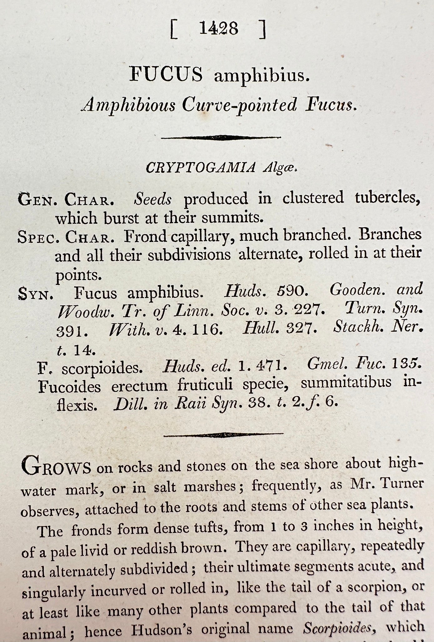 Antique Print - Sowerby - Fucus Amphibius - Amphibious Curve-pointed Fucus - F1