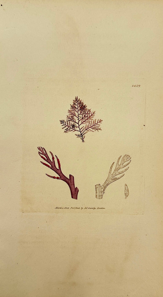 Antique Print - Sowerby - Conferva Parasit - Parasitical Feathered Conferva - F1