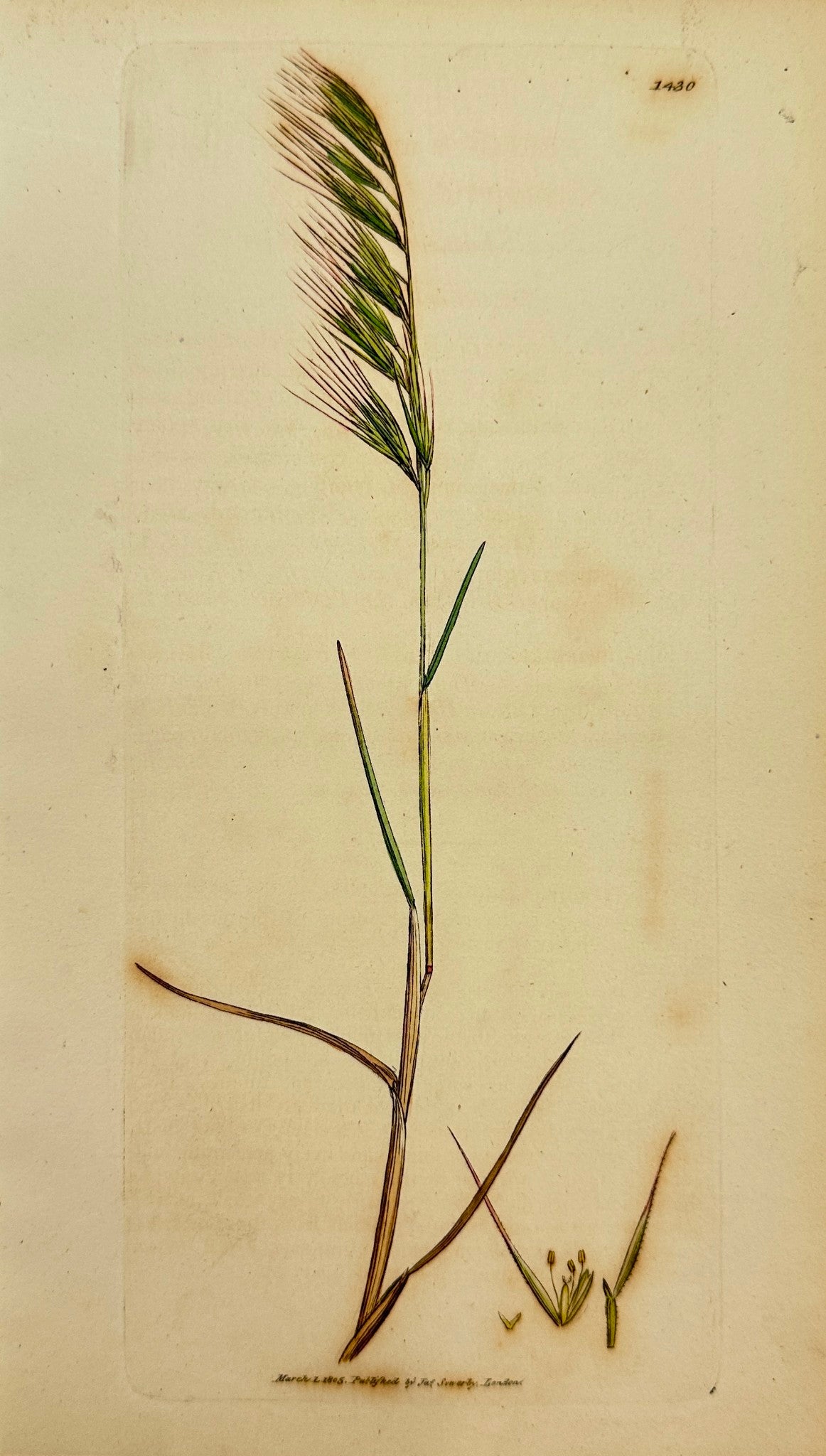 Antique Print - Sowerby - Festuca Uniglumis - Single-husked Fescue-grass - F1
