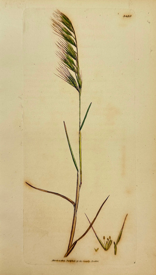 Antique Print - Sowerby - Festuca Uniglumis - Single-husked Fescue-grass - F1