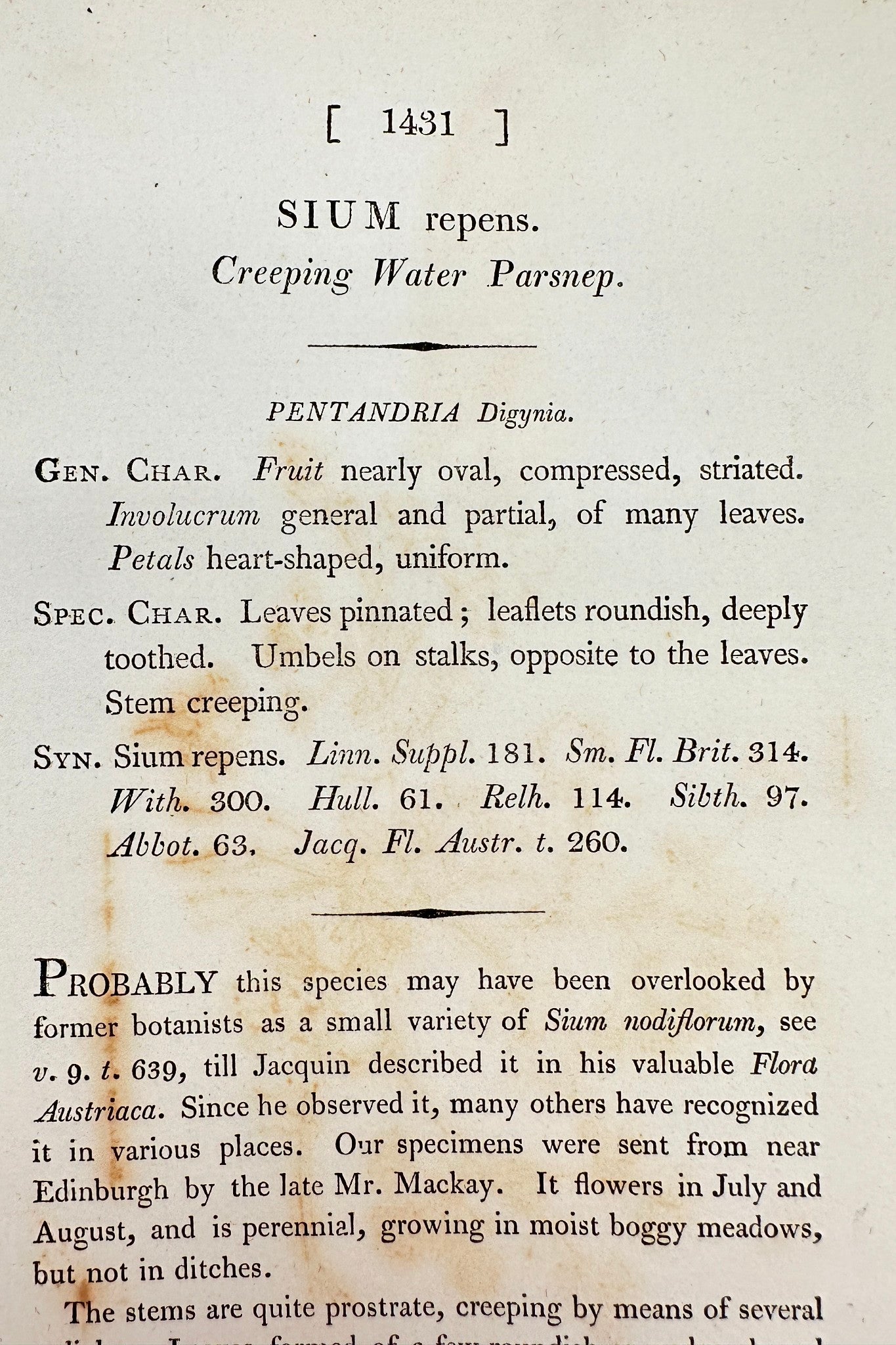 Antique Print - James Sowerby - Sium Repens - Creeping Water Parsnep - F1