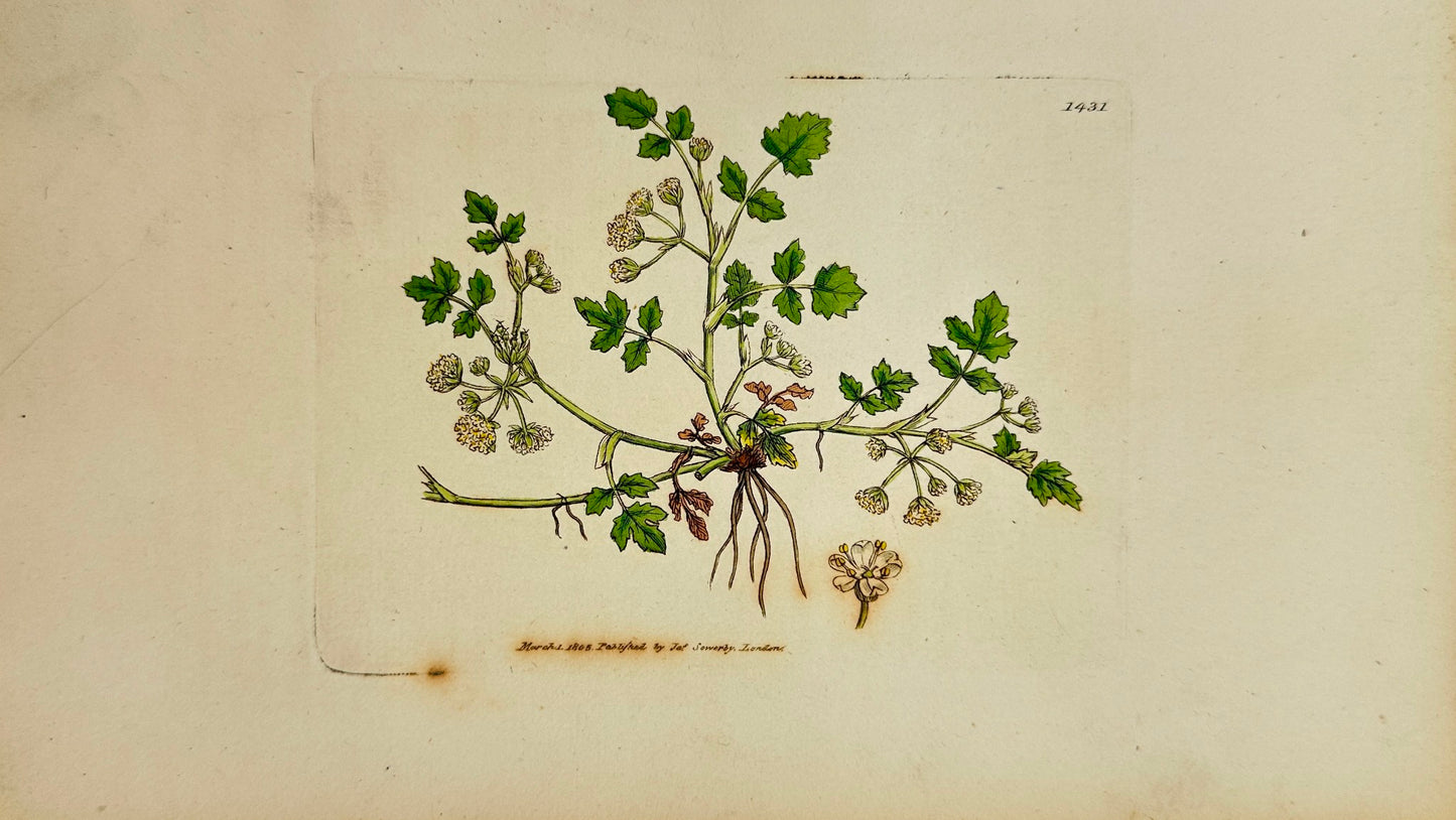Antique Print - James Sowerby - Sium Repens - Creeping Water Parsnep - F1