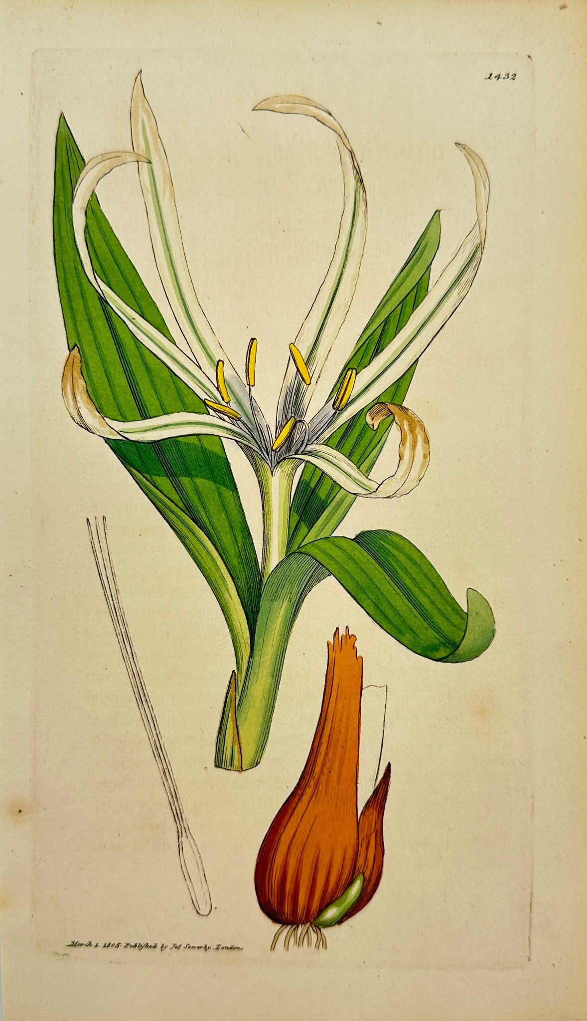 Antique Print - Colchicum Autumnal - Tardy-flowering Meadow Saffron - F1