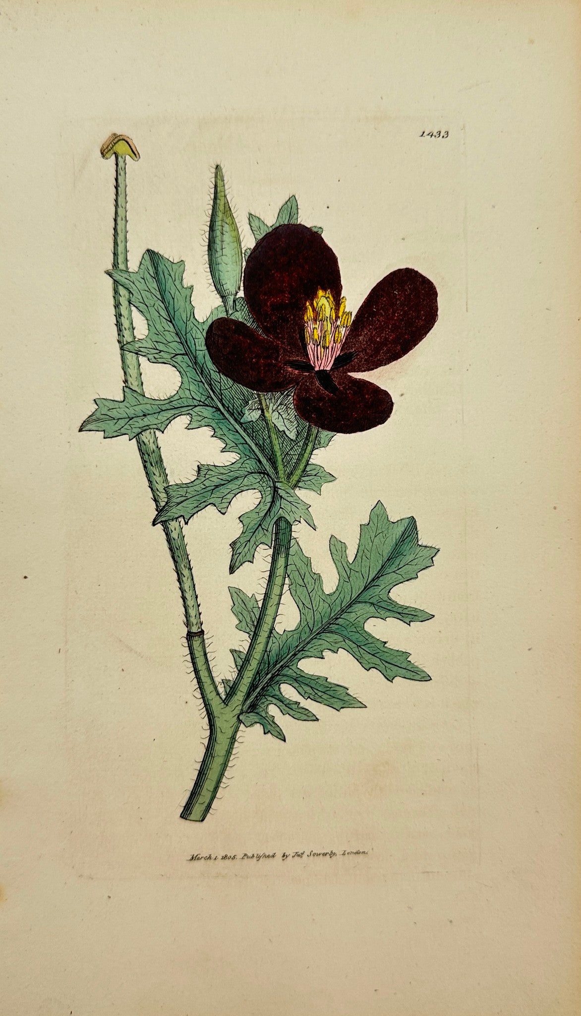 Antique Print - James Sowerby - Colchicum Phoenicium - Red Horned-Poppy - F1