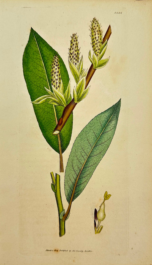 Antique Print - James Sowerby - Salix Acuminata - Long-leaved Sallow - F1