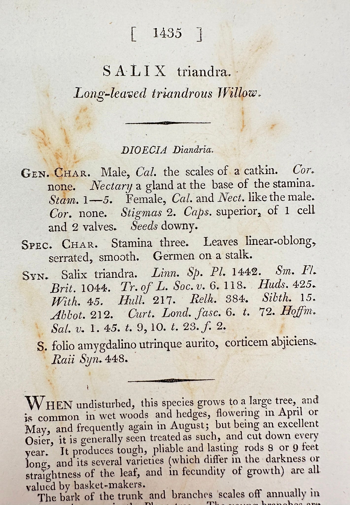 Antique Print - Sowerby - Salix Triandra - Long-leaved Triandrous Willow - F1