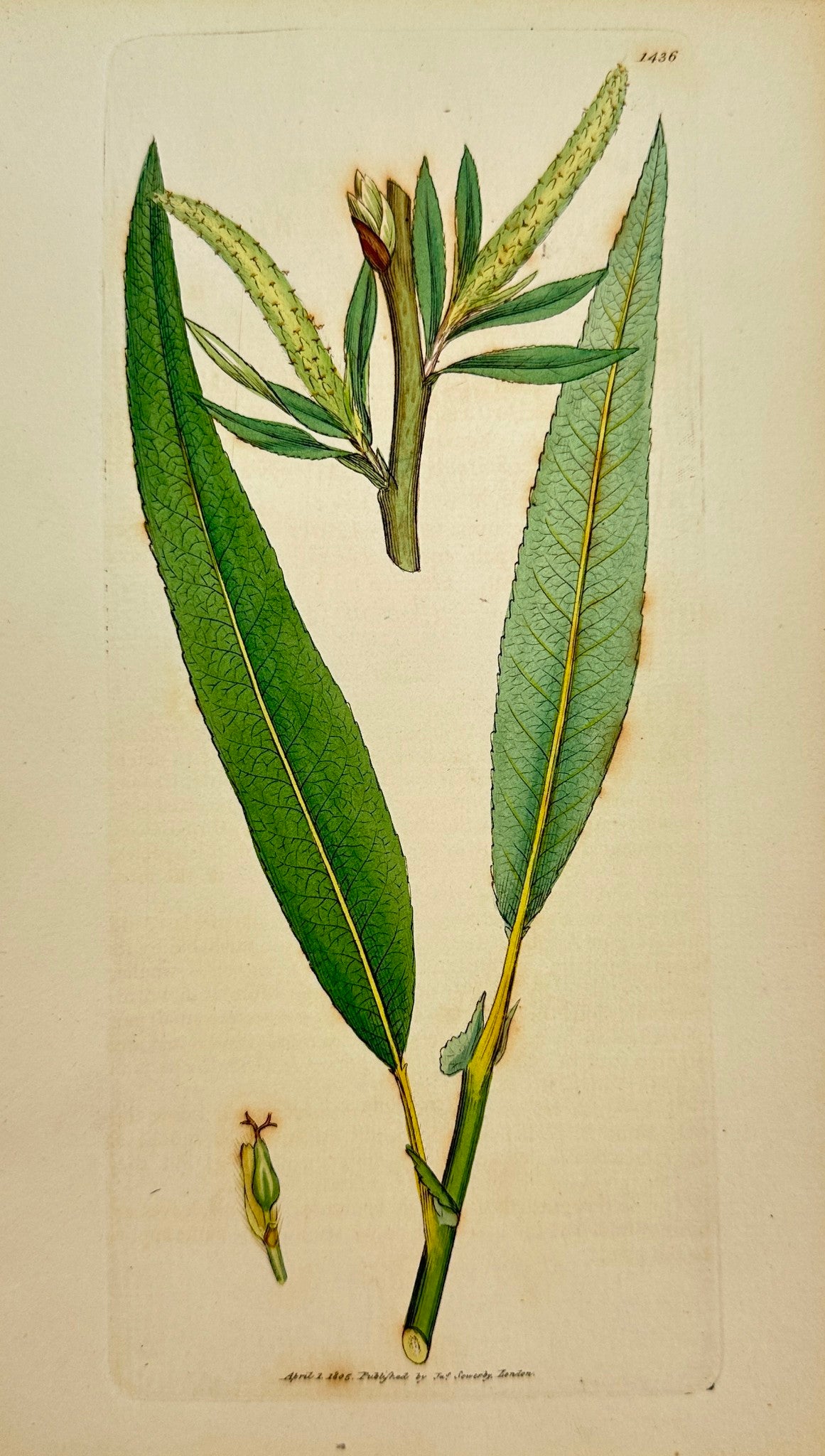 Antique Print - Sowerby - Salix Lanceolata - Sharp-leaved Triandrous Willow - F1