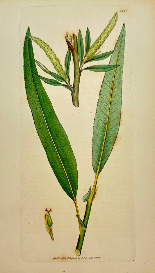 Antique Print - Sowerby - Salix Lanceolata - Sharp-leaved Triandrous Willow - F1