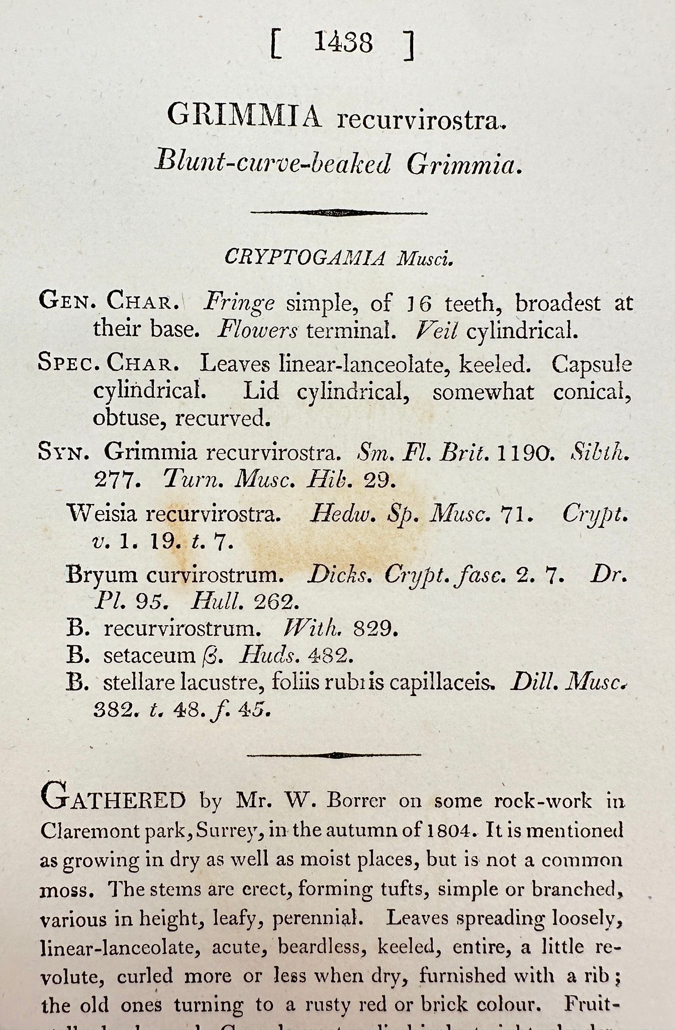 Antique Print - Grimmia Recurvirostra - Blunt-curve-beaked Grimmia - F1