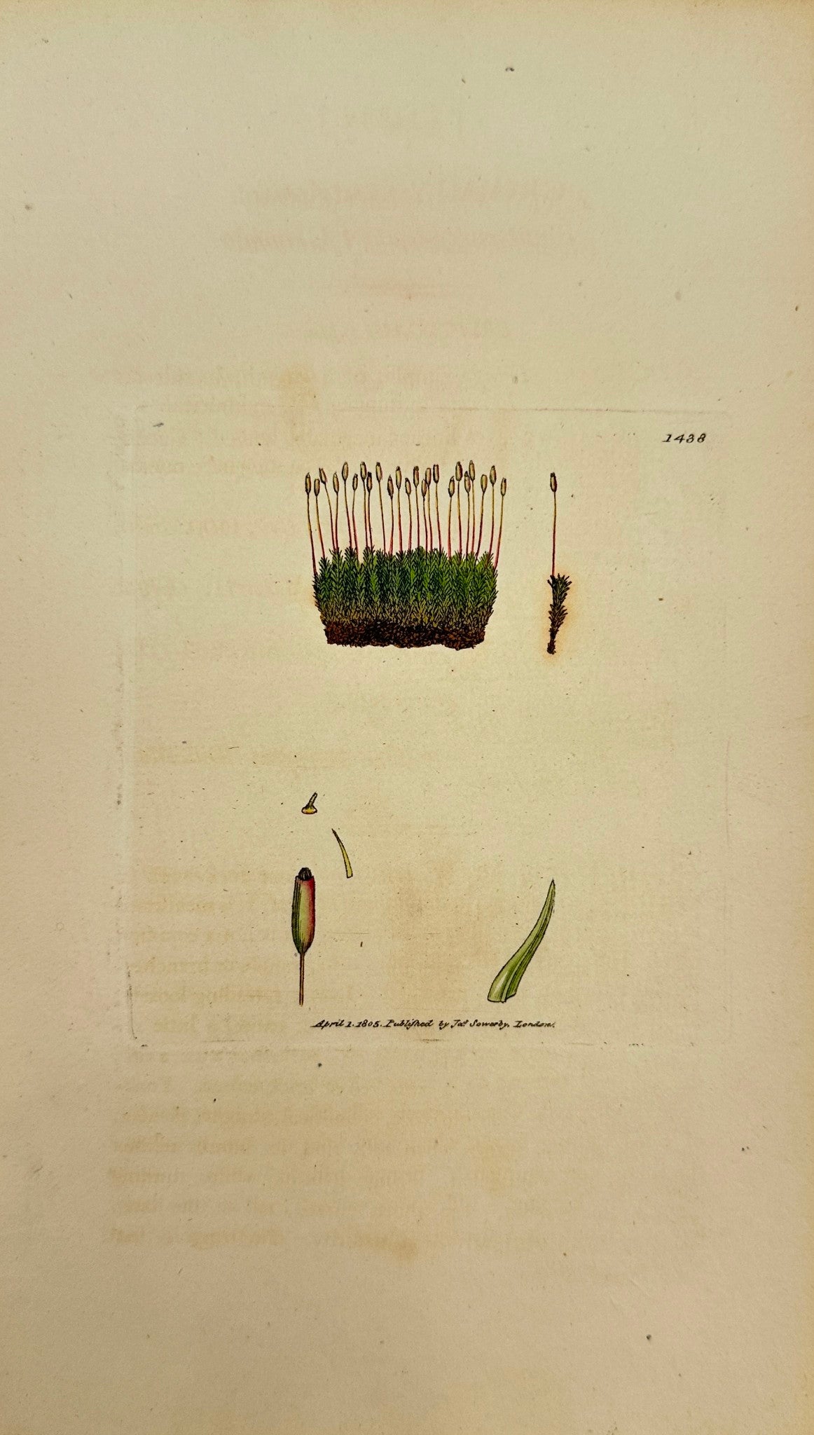 Antique Print - Grimmia Recurvirostra - Blunt-curve-beaked Grimmia - F1