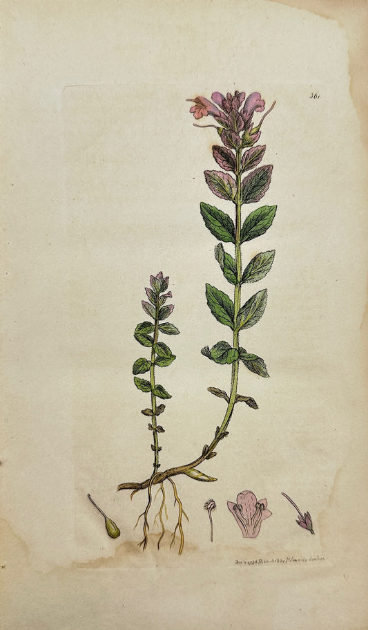Antique Botanical Print - James Sowerby - Bartsia Alpina - Alpine Bartfia - F1