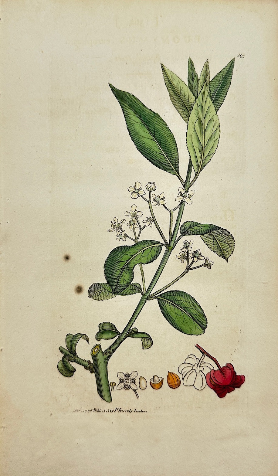 Antique Botanical Print - James Sowerby - Euonymus Europæus - Spindle-tree - F1