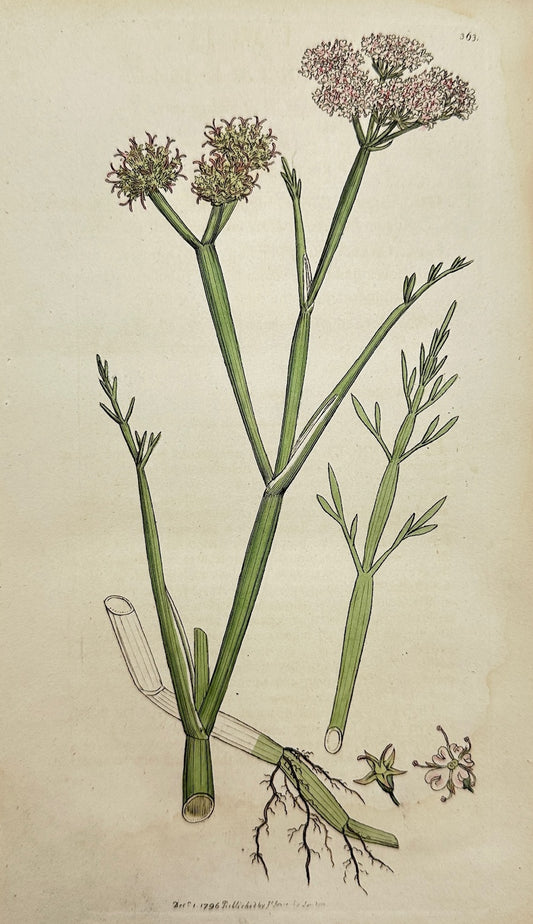 Antique Print - James Sowerby - Oenanthe Fiſtuloſa - Common Water-dropwort - F1