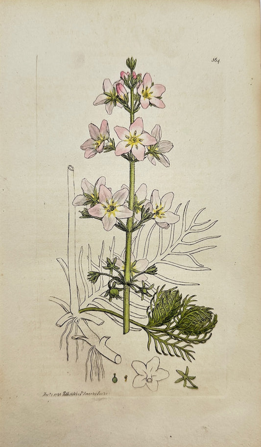 Antique Botanical Print - James Sowerby - Hottonia Paluſtris - Water Violet - F1